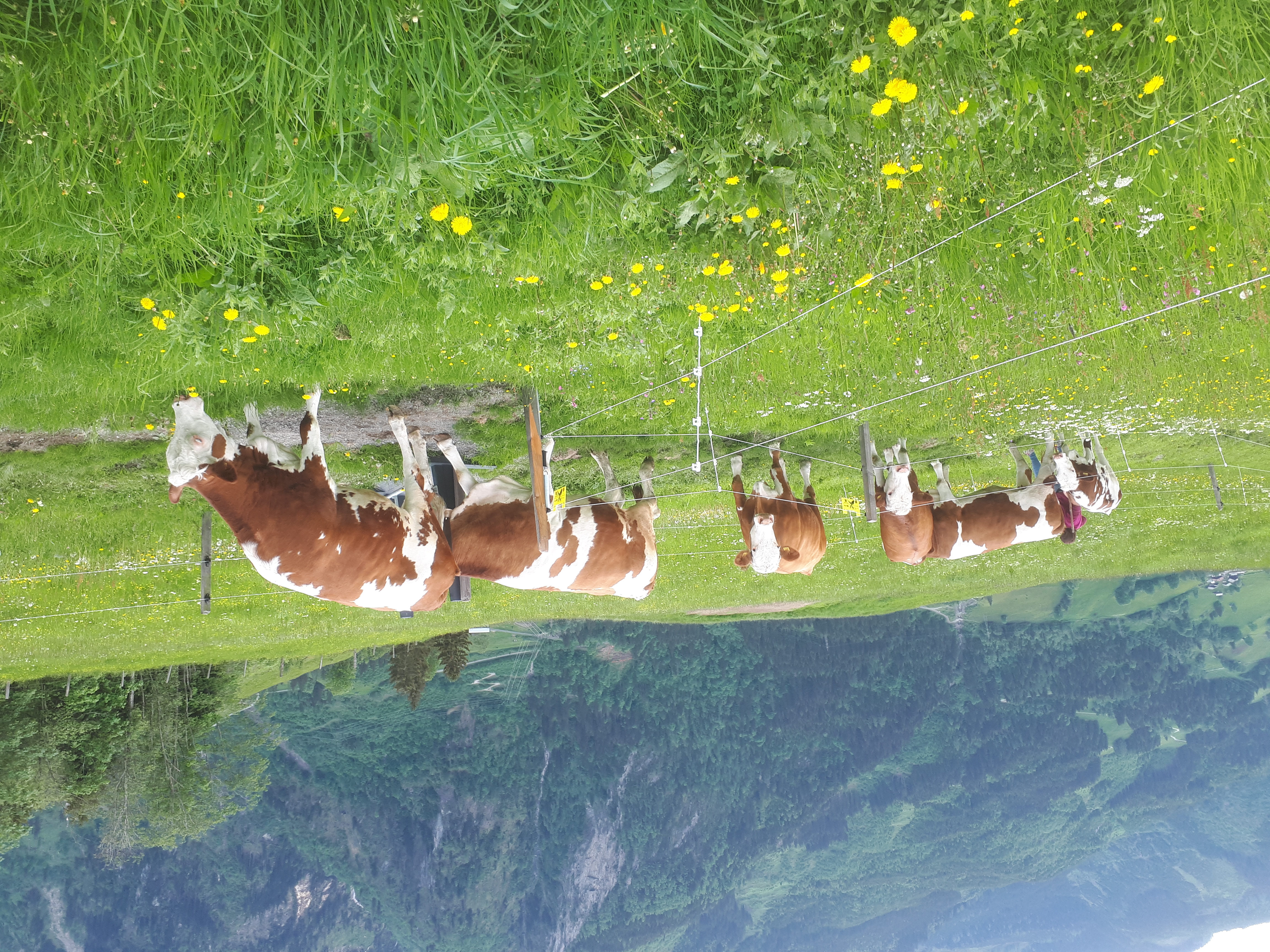 Urlaub auf dem Biobauernhof in Kaprun